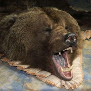 Northern Pines Taxidermy